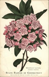 Mountain Laurel - State Flower of Connecticut State Flowers & Seals Postcard Postcard