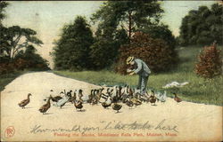 Feeding the Ducks, Middlesex Fells Park Postcard