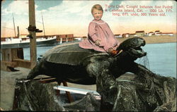 Turtle club Santa Catalina Island, CA Postcard Postcard