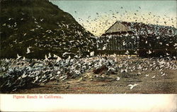 Pigeon Ranch California Postcard Postcard