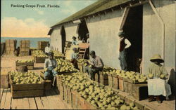 Packing Grape Fruit Florida Postcard Postcard