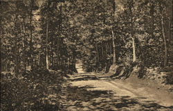 Woods Road at Long Pond Postcard