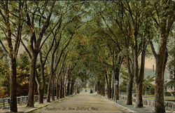 Tree Lined Hawthorn Street New Bedford, MA Postcard Postcard