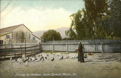 Santa Barbara Mission - Feeding the Chickens Postcard