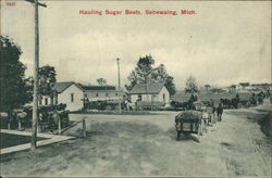 Hauling Sugar Beets Sebewaing, MI Postcard Postcard