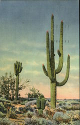 Giant Sahuaro Cactus Cactus & Desert Plants Postcard Postcard