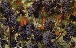 Grapes from the Kittitas Valley, Washington Fruit Postcard Postcard