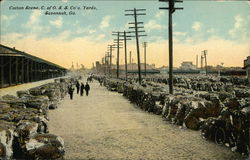 Cotton Scene, C. of S. S. Co's Yards Savannah, GA Postcard Postcard