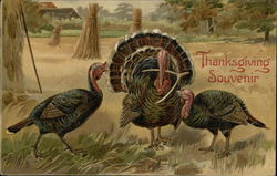 Thanksgiving Souvenir Turkeys Postcard Postcard