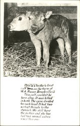 Two-headed calf in a pen Postcard