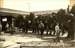 Ringling Bros. Barnum and Bailey Winter Headquarters - Elephants Sarasota, FL Postcard Postcard