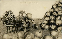 Huge Onions Loading on Farm Cart Postcard