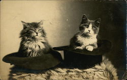 Two Kittens in Hats Postcard