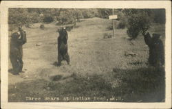 Three Bears, Indian Head Resort Postcard