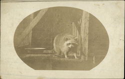 Raccoon in a cage Postcard