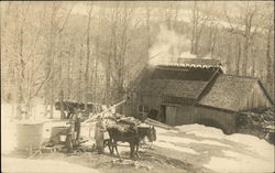 Bringing maple sap to the sugar shack in the early 20th century Farming Postcard Postcard