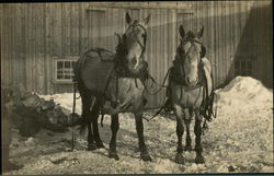 Team of Horses Postcard