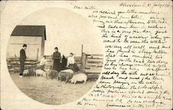 Family With Pigs on Farm Postcard