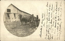 Horse and plow on a farm in the early 20th century Farming Postcard Postcard