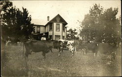 Cows in Yard of Farm Postcard