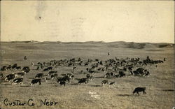 A Field of Cows In Custer County, Nebraska Postcard