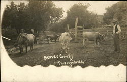 Thoroughbreds - Beaver County Postcard