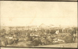 Cattle farm in the early 20th century Farming Postcard Postcard