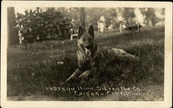 German Shepherd - Eastern Minn. Silver Fox Co. Postcard