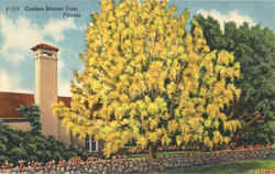 Golden Shower Tree Florida Trees Postcard Postcard