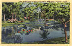 A Profusion Of Tropical Scenery In McKee Jungle Gardens Postcard