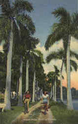 Royal Palm Trail In Florida Postcard