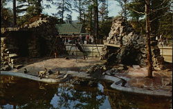 Jimmy Morgan Zoo, Lane Park - Spider Monkeys Birmingham, AL Postcard Postcard