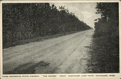 Pines bordering state highway Nantucket, MA Postcard Postcard Postcard