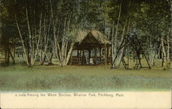 Among the White Birches, Whalom Park Postcard