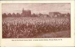 One of the Great Canna Beds of John Lewis Childs Postcard