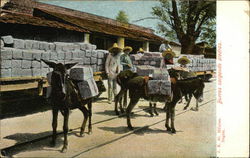 Burros Cargando Piedras Mexico Postcard Postcard Postcard