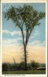 The Sentinel Elm Athol, MA Postcard Postcard Postcard