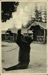 Ward's Bear at Ward's Cabins Dorchester, NB Canada New Brunswick Postcard Postcard Postcard