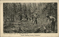 Scouts Assisting Forestry Commission Postcard