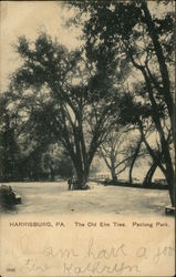 The Old Elm Tree, Paxtang Park Postcard