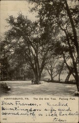 The Old Elm Tree. Paxtang Park Postcard