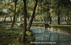 Grove in Paxtang Park Postcard