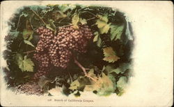 Bunch of California Grapes Fruit Postcard Postcard Postcard