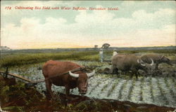 Cultivating Irce Field with Water Buffaloes Postcard