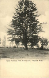 Holme's Pine, Holmesdale Pittsfield, MA Postcard Postcard Postcard