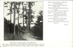 The Pines on Meeting House Hill Blandford, MA Postcard Postcard Postcard