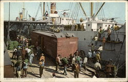 Unloading Bananas from Steamer Postcard