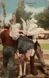 Men Plucking Ostrich Feathers Postcard