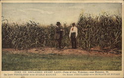 Muriate of Potash - Corn On Reclaimed Swamp Land Farming Postcard Postcard Postcard