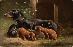 Mother Dachshund with puppies Dachshunds Postcard Postcard Postcard